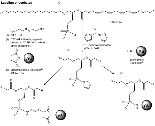 [Reaction scheme for Nanogold labeling of PI(3)P via the phosphate group (55k)]