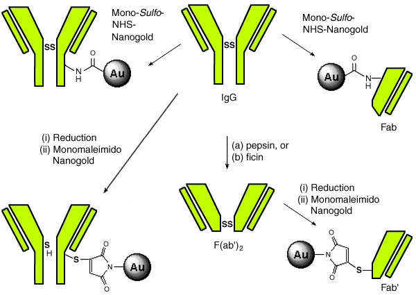 [Antibody and Fragment Labeling (85k)]