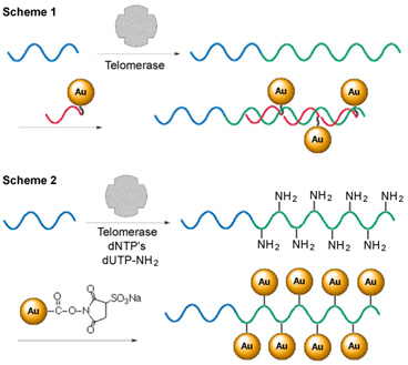 [Nanogold nanowire formation schematic] (51k)]