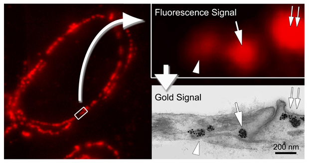 [Correlative Alexa Fluor®* 594 FluoroNanogold Labeling (67k)]