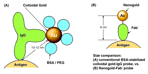 [Size and resolution comparison: colloidal gold-IgG vs. Nanogold-Fab' (21k)]