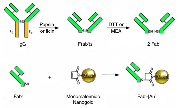 [Nanogold-labeled Fab' showing site-specific labeling and small overall probe size (60k)]