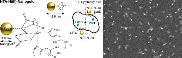 [NTA-Ni(II)-Nanogold, PSII Labeling (54k)]