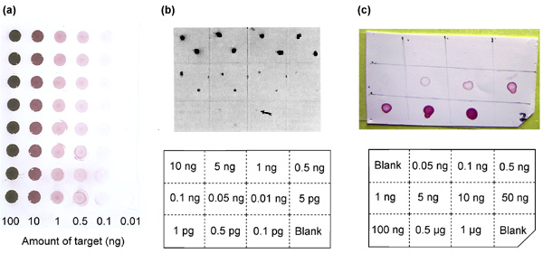 [Nanogold and colloidal gold blots illustrating detection sensitivity (63k)]
