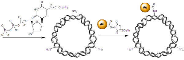 [Incorporation of amino-dUTP into plasmid and Nanogold labeling (40k)]