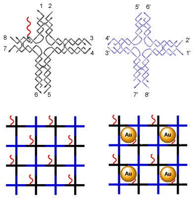 [construction of gold-decorated DNA nanogrids (63k)]