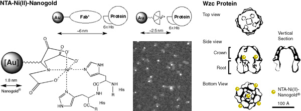 [NTA-Ni(II)-Nanogold and Wzc protein labeling (53k)]