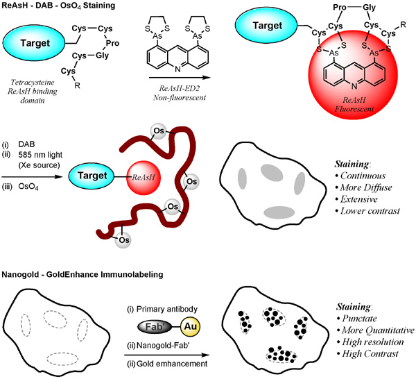 [Comparison of ReAsH with photoconverted DAB and osmium with gold enhanced Nanogold labeling (111k)]