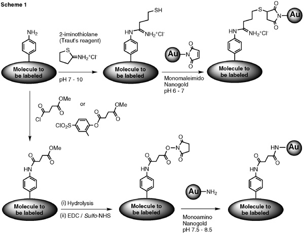 [Labeling of aromatic amines with Nanogold (71k)]