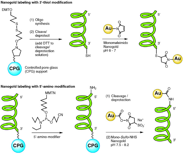 [Synthesis of DNA with modified phosphoramidites and labeling with Nanogold (106k)]