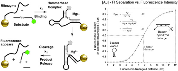 [The Hammerhead Ribozyme beacon, and Frster Energy Transfer for Fluorescein and Nanogold (54k)]
