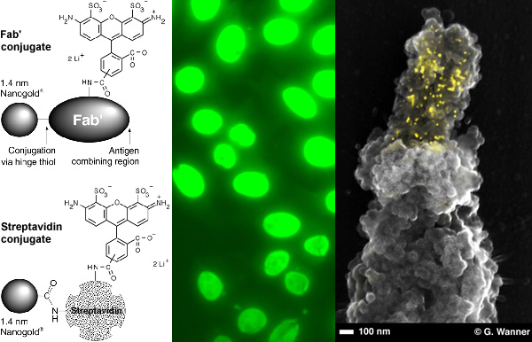 [Alexa Fluor 488 FluoroNanogold-Fab' and results with it (87k)]