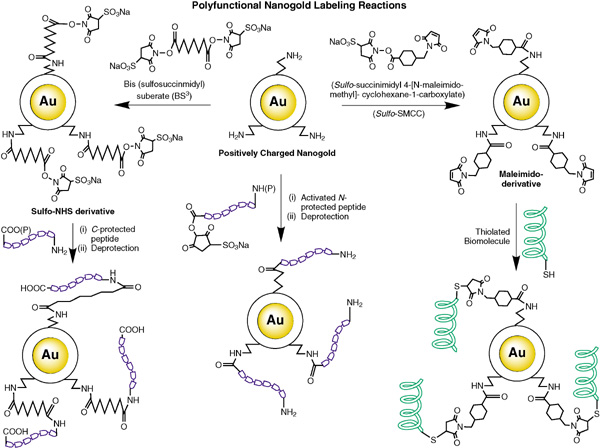 [Polyfunctional Nanogold: Labeling Reactions (98k)]