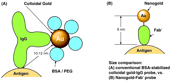 [Nanogold-Fab' vs colloidal gold-IgG: resolution (61k)]