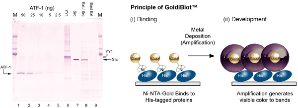 [GoldiBlot: Result and Principle (46k)]