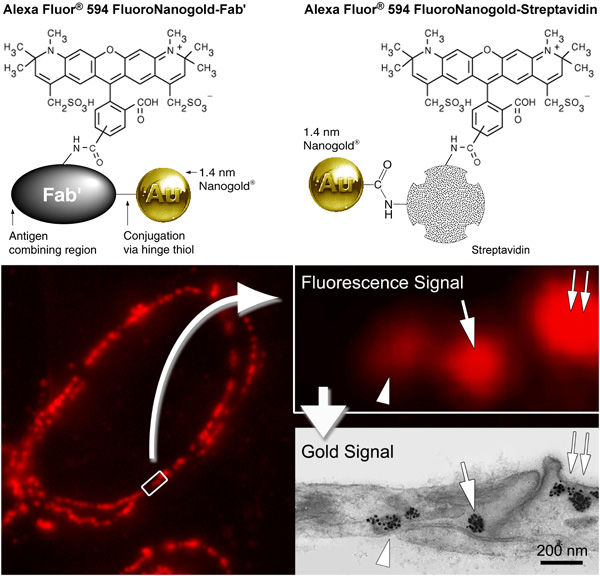 [Alexa Fluor 594 FluoroNanogold structure and labeling (115k)]