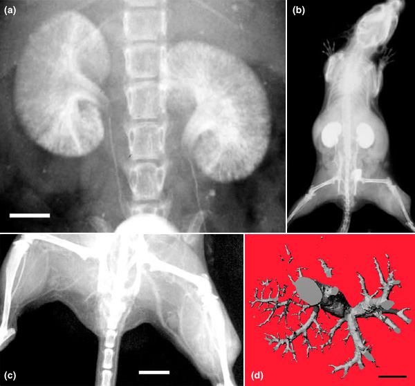 AuroVist mouse, kidney and inferior vena cava images [(104k)]