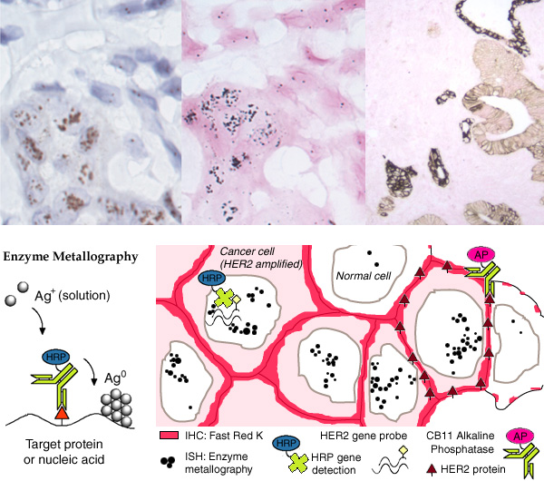 [Enzyme Metallography (EnzMet) Montage (144k)]