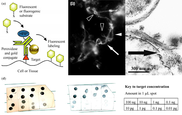 [Combined enzymatic and gold probes and labeling (83k)]