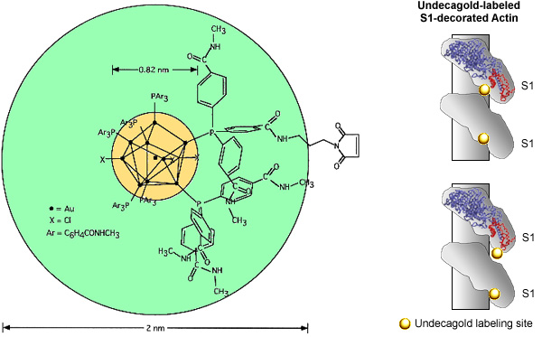 [Undecagold structure and labeling sites on S1-Actin (77k)]