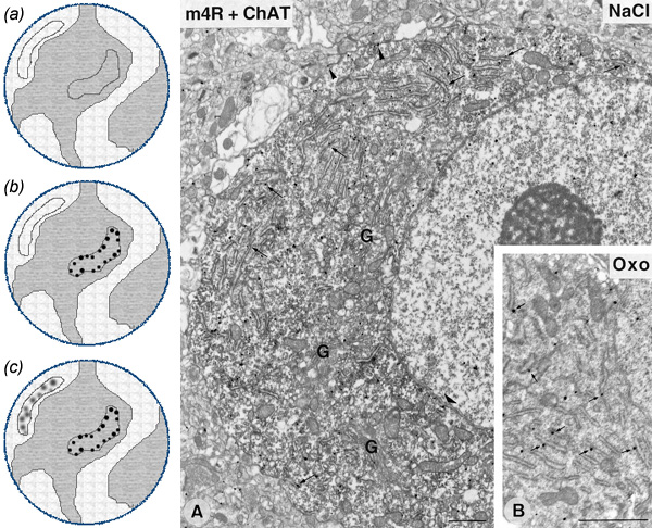 [Silver-enhanced Nanogold and enzymatic double labeling (186k)]