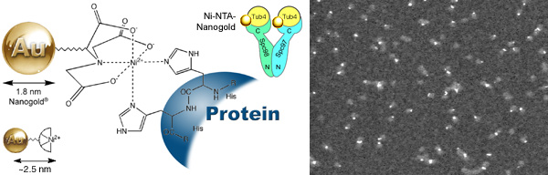[Ni-NTA-Nanogold binds to gamma-tubulin (52k)]