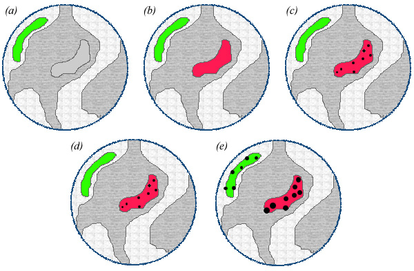 Double correlative labeling [(119k)]