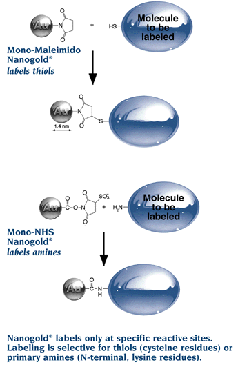  Nanogold labels only at specific reactive sites. Labeling is selective for thiols (cysteine residues) or primary amines (N-terminal, or lysine residues)