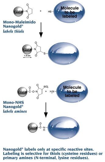 Nanogold labels only at specific reactive sites. Labeling is selective for thiols (cysteine residues) or primary amines (N-terminal, or lysine residues)