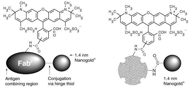 [Alexa Fluor® 594 Conjugates (46k)]