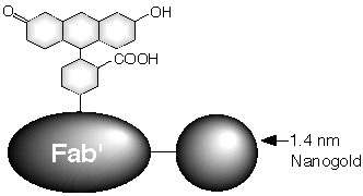 FluoroNanogold Diagram (8k)