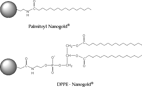 Diagram of Palmitoyl Gold and DPPE-Gold (12k)