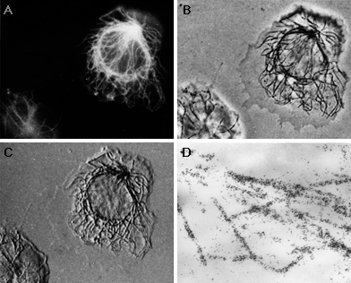 [FluoroNanogold Microtubules] (118k)