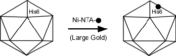 Figure 1. Labeling of His-tagged capsid protein in T7 virus particles with Ni-NTA-large gold (5 nm). His6 denotes the 6x His tag fused to some of the capsid proteins. 