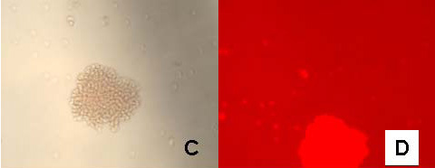 Figure 2: Bright field (A) and fluorescence images (B) of sheep red blood cells labeled with 5 nm gold anti-rabbit-F(ab')-Alexa Fluor 594; C and D are images for control cells in which the primary rabbit anti-sheep red blood cell antibody was excluded.