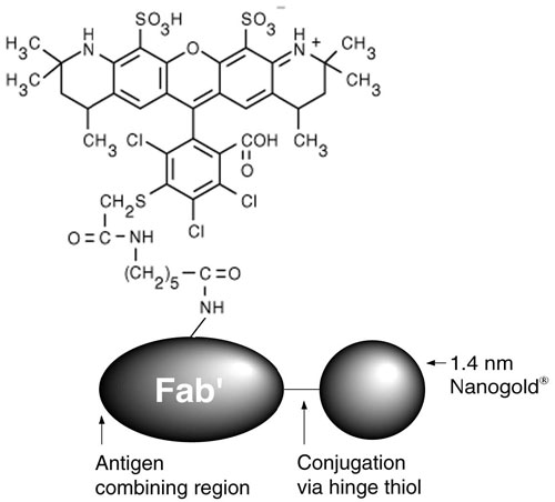 7402 Alexa fluor 546 Nanogold Fig 1