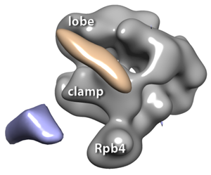 3D reconstructions of RNA polymerase II complexes (in gray) with 1.8 nm NTA-Au: blue volume indicates the Au when it is labeled at the C-terminus of Rpb4, the fourth subunit of RNA polymerase II, and the pink volume indicates the Au when it is labeled at the C-terminus of Tfg2, the second subunit of TFIIF.