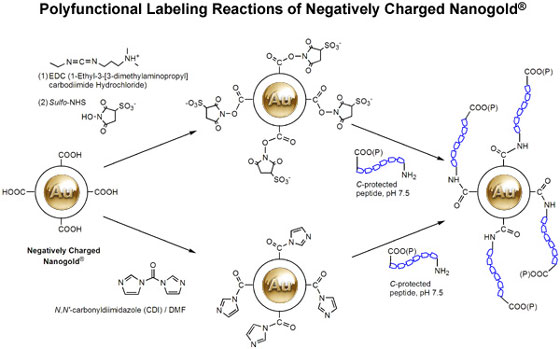 Reactions of Negatively Charged Nanogold®, showing activation with EDC/Sulfo-NHS vs. activation with N,N'-carbonyldiimidazole. 