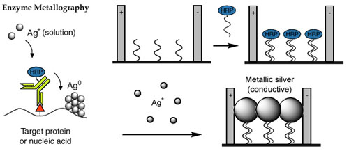 Enzyme metallography for electrical detection on biochips