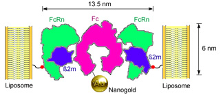 Binding of Nanogold-labeled Fc to FcRn-liposomes. Residue 19 of the FcRn light chain (beta-2-microglobulin), which was mutated to cysteine in the K19C FcRn mutant, is highlighted as a red sphere linked to the liposome surface.