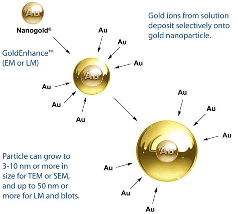 Gold Enhancement of Nanogold with GoldEnhance