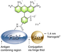 The structure of FluoroNanaogold