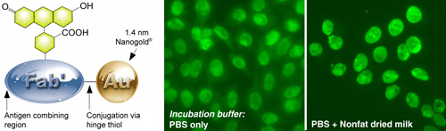 (Left) Fluorescein FluoroNanogold  Fab.  (Right) Comparison of FluoroNanogold incubation buffers.  NOVA LiteTM ANA HEp-2 test kit,1 stained using the positive control primary antibody, mouse anti-human nuclear antibody secondary, and Fluorescein FluoroNanogold - Fab' tertiary probe; both specimens were washed with PBS (30 minutes) between each step, then tested with and without 7% nonfat dried milk added to the tetiary antibody solution (original magnification 400 X; same camera exposure time).