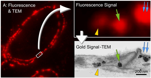 Localization of caveolin-1α in ultrathin cryosection of human placenta using Alexa Fluor 594 FluoroNanogold-Streptavidin, showing one-to-one correspondence between fluorescent spots and caveola labeled with gold particles. Ultrathin cryosections on formvar film-coated nickel EM grids, incubated with chicken anti-human caveolin-1α IgY for 30 minutes at 37°C, then biotinylated goat anti-chicken F(ab)2 (13 mg/mL) for 30 minutes at 37°C, then stained with ALEXA-594 FluoroNanogold-Streptavidin (1:50 dilution) for 30 minutes at room temperature. Non-specific blocked with 1% nonfat dried milk - 5% fetal bovine serum-PBS (figure courtesy of T. Takizawa, Ohio State University, Columbus, OH).