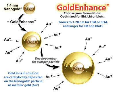 GoldEnhance™: how it works