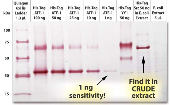 Western Blot of His-tagged protein stained with GoldiBlot™