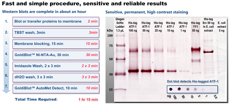 GoldiBlot™ procedure and results