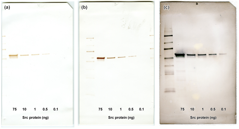 [EnzMet Western Blot: comparison with DAB (148k)]