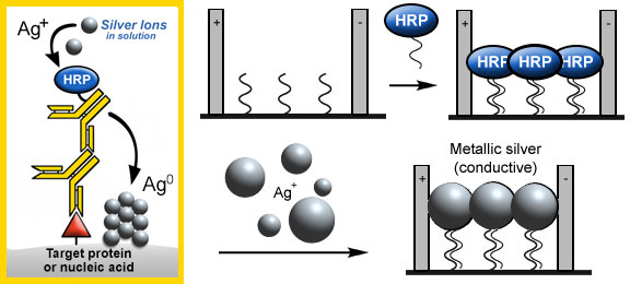 [Conductive array biochips using EnzMet (19k)]